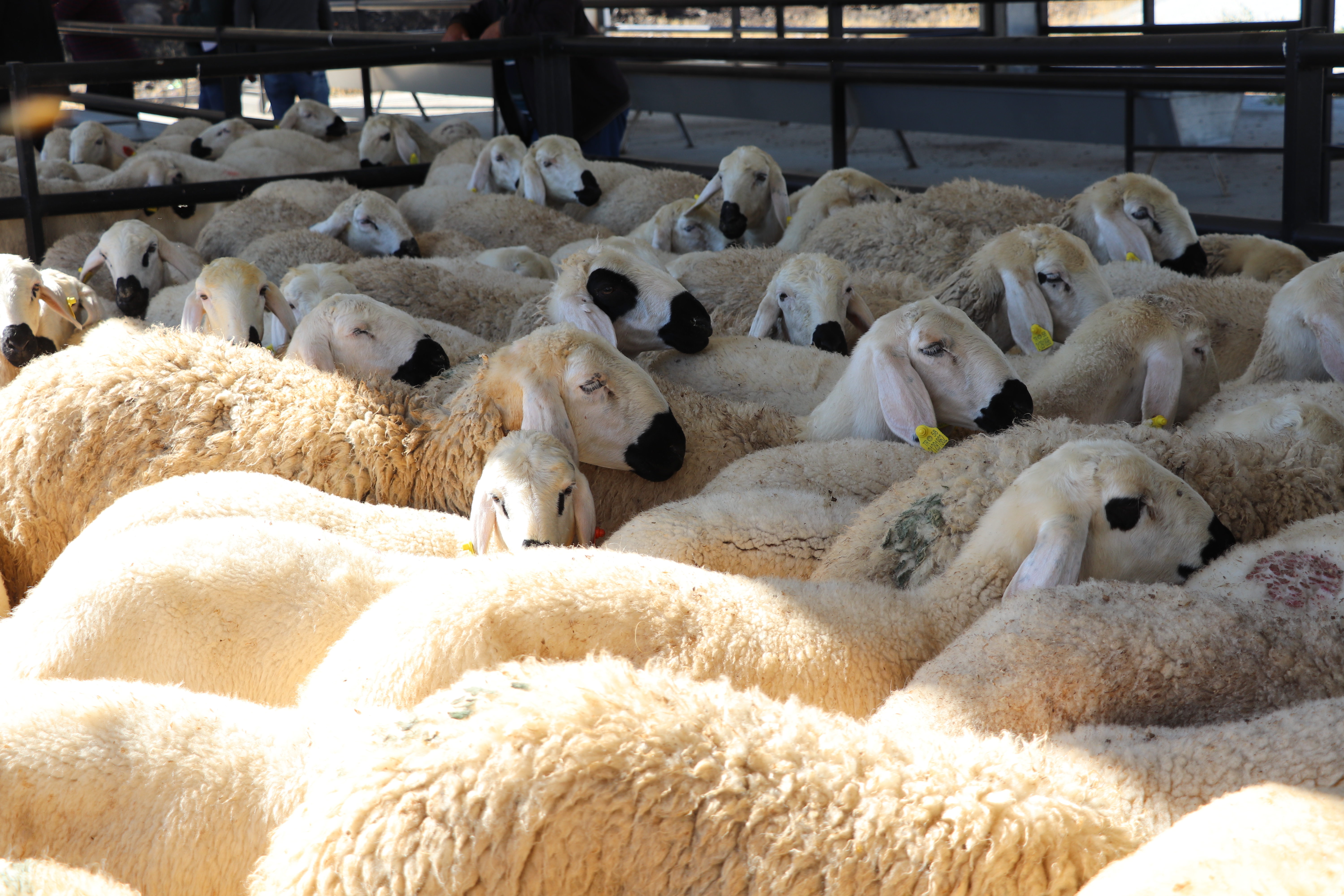 Yıldızeli İlçemizde Koyun ve Koç Dağıtım Töreni Düzenlendi