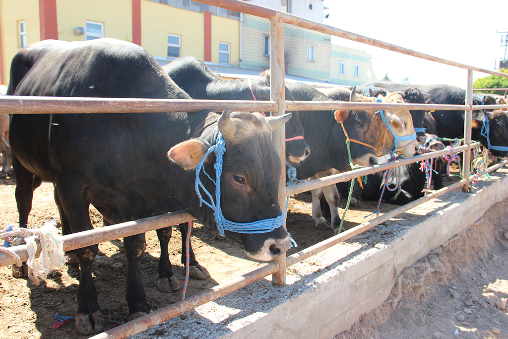 BU YIL KURBAN PAZARI KOVALI MEVKİİNE KURULACAK BU YIL KURBAN PAZARI KOVALI MEVKİİNE KURULACAK