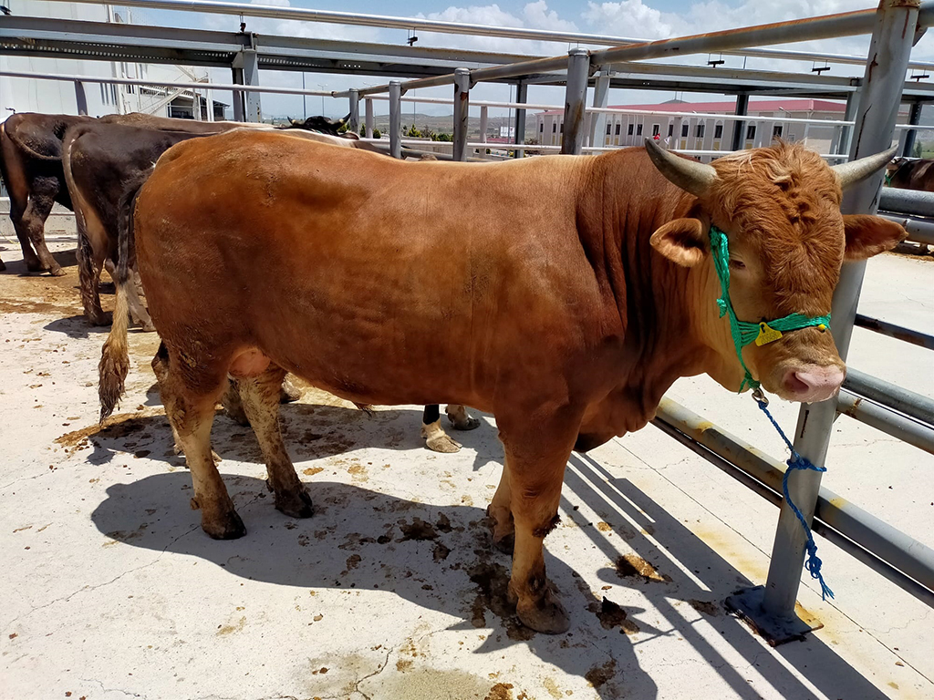 BU YIL KURBAN PAZARI KOVALI MEVKİİNE KURULACAK BU YIL KURBAN PAZARI KOVALI MEVKİİNE KURULACAK