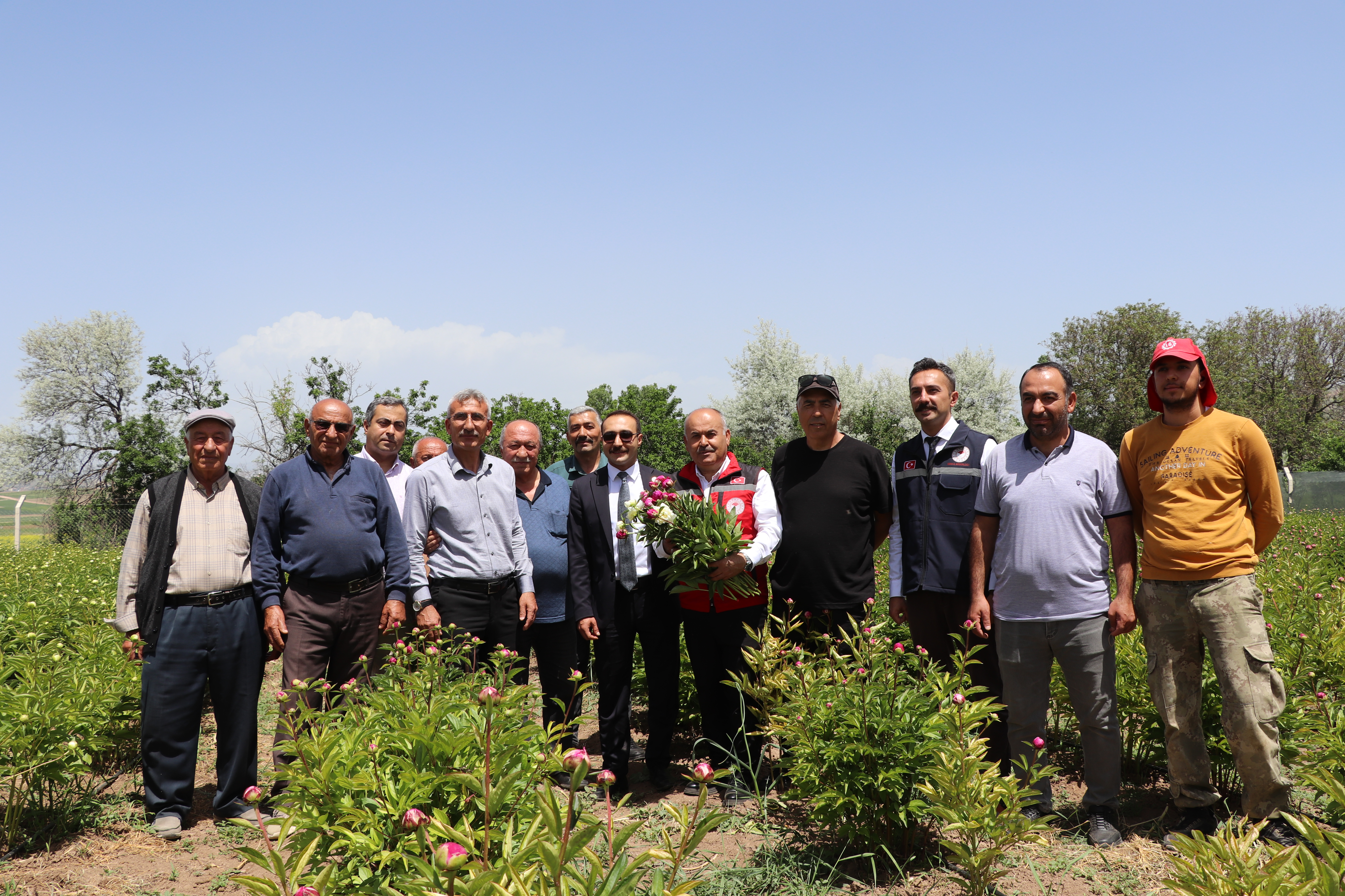 Gemerek’te Şakayık Hasadına Başlandı Gemerek’te Şakayık Hasadına Başlandı