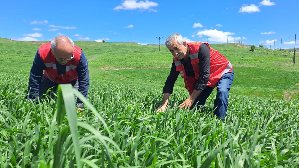 Hububatta Pas Hastalığına Dikkat Hububatta Pas Hastalığına Dikkat
