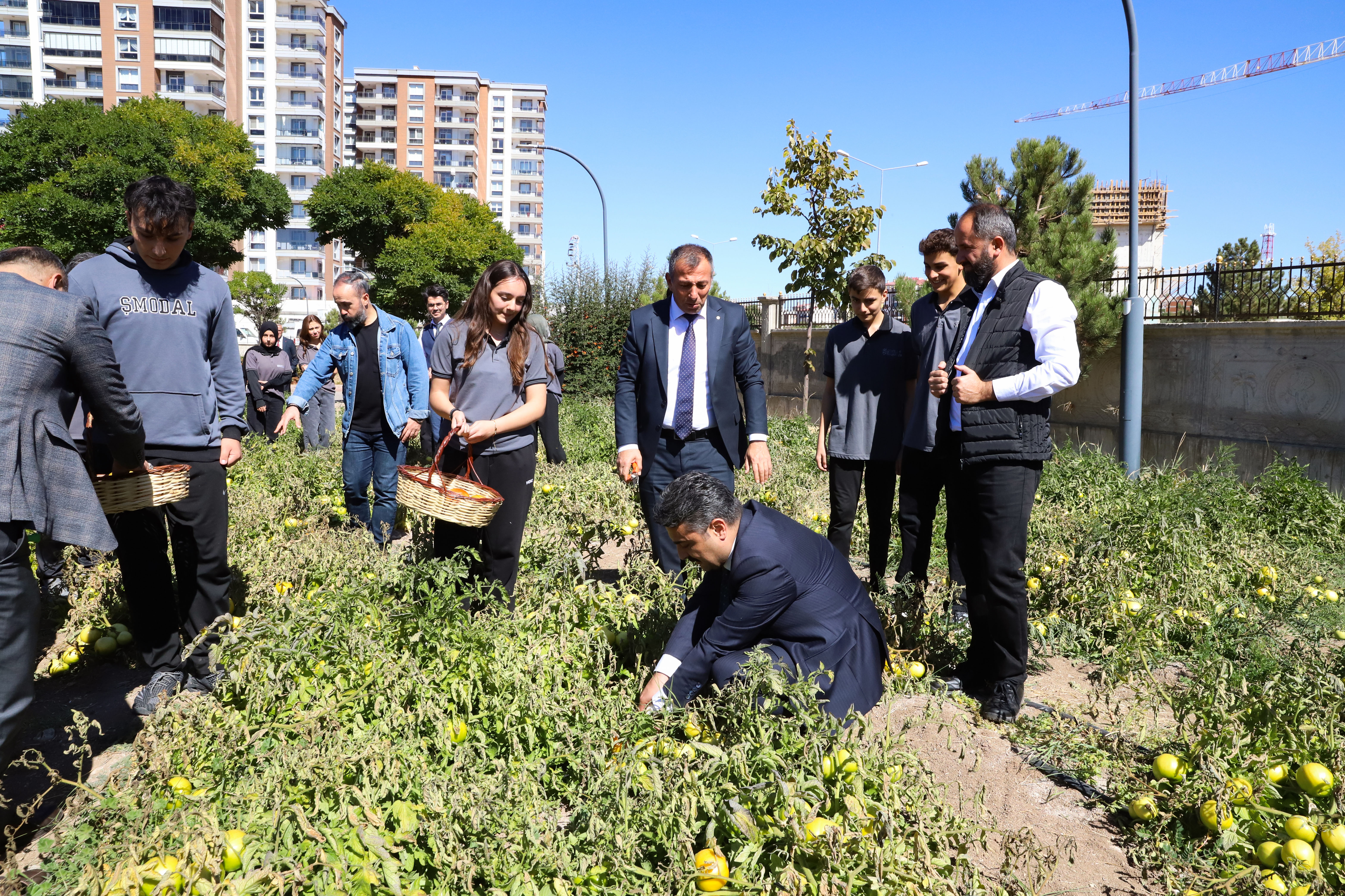 Ata Tohumundan Domates Ekimi TÜBİTAK 4004 Projesi ile Öğrencilerden Örnek davranış.