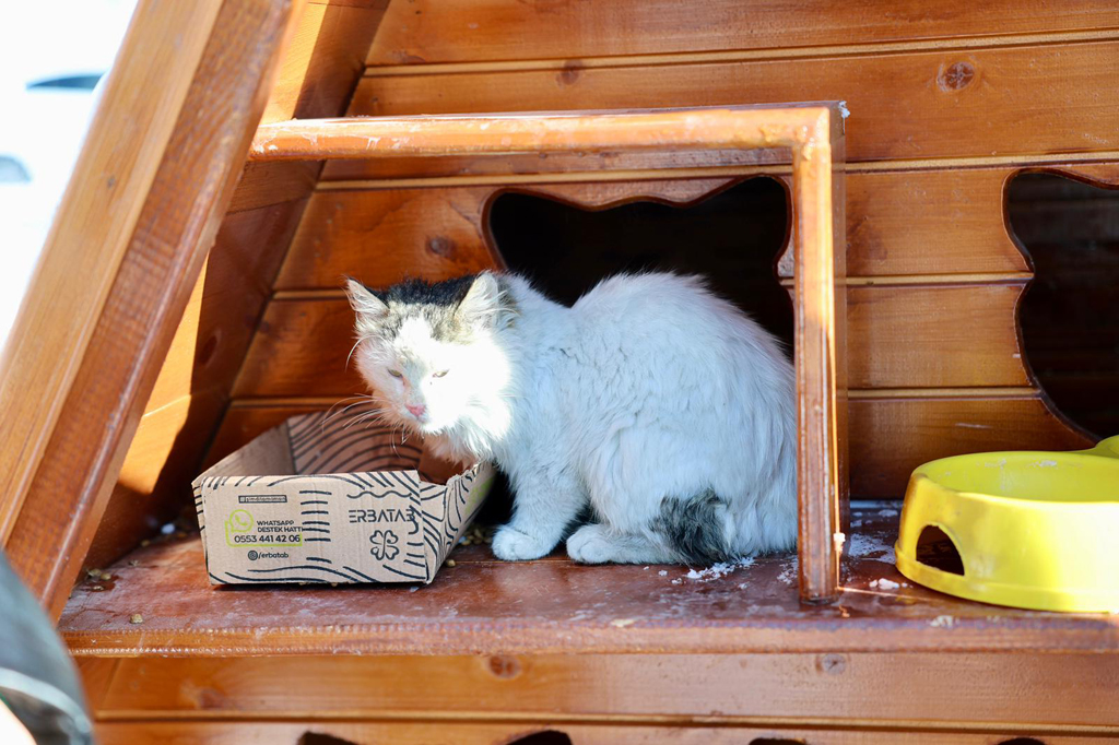 SİVAS BELEDİYESİ SESSİZ DOSTLARIMIZI UNUTMADI SİVAS BELEDİYESİ SESSİZ DOSTLARIMIZI UNUTMADI