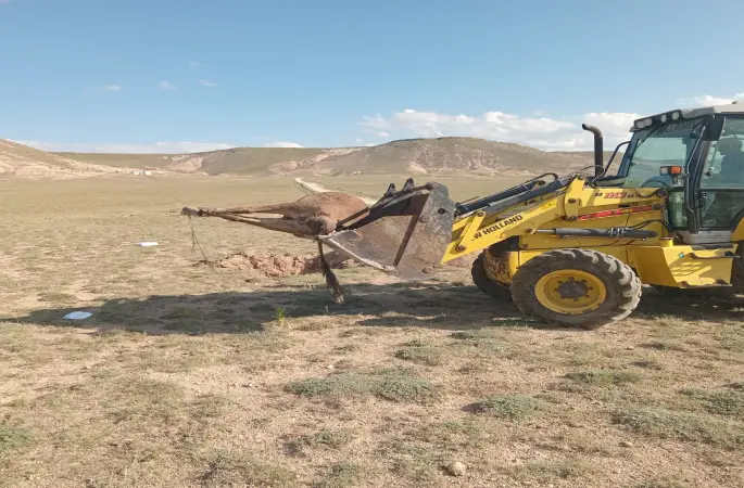 ŞAP HASTALIĞI MECLİS GÜNDEMİNDE