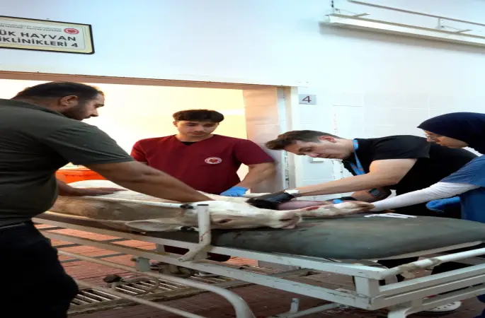 Sivas Cumhuriyet Üniversitesi Hayvan Hastanesi Sınırları Aşıyor: Sadece Sivas’a Değil, Tüm Bölgeye Hizmet Sunuyor