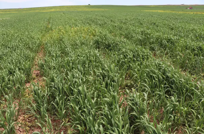 Tarım ve Orman İl Müdürü Seyit Yıldız Hububat Ekili Alanlarda İncelemelerde Bulundu.