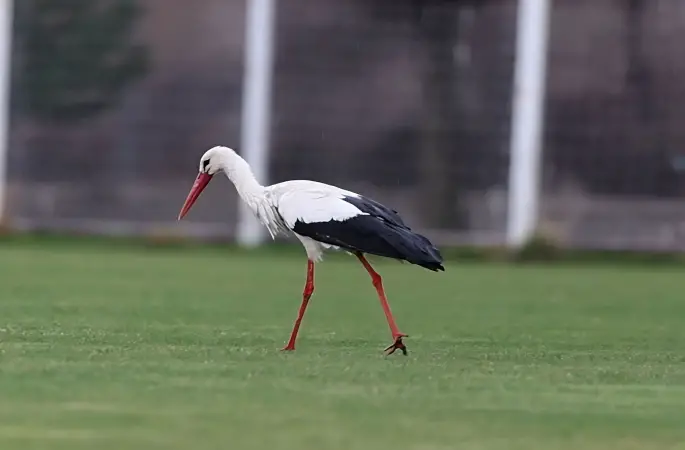 "Yiğido Leylek" Yine Sivasspor Tesisleri'nde